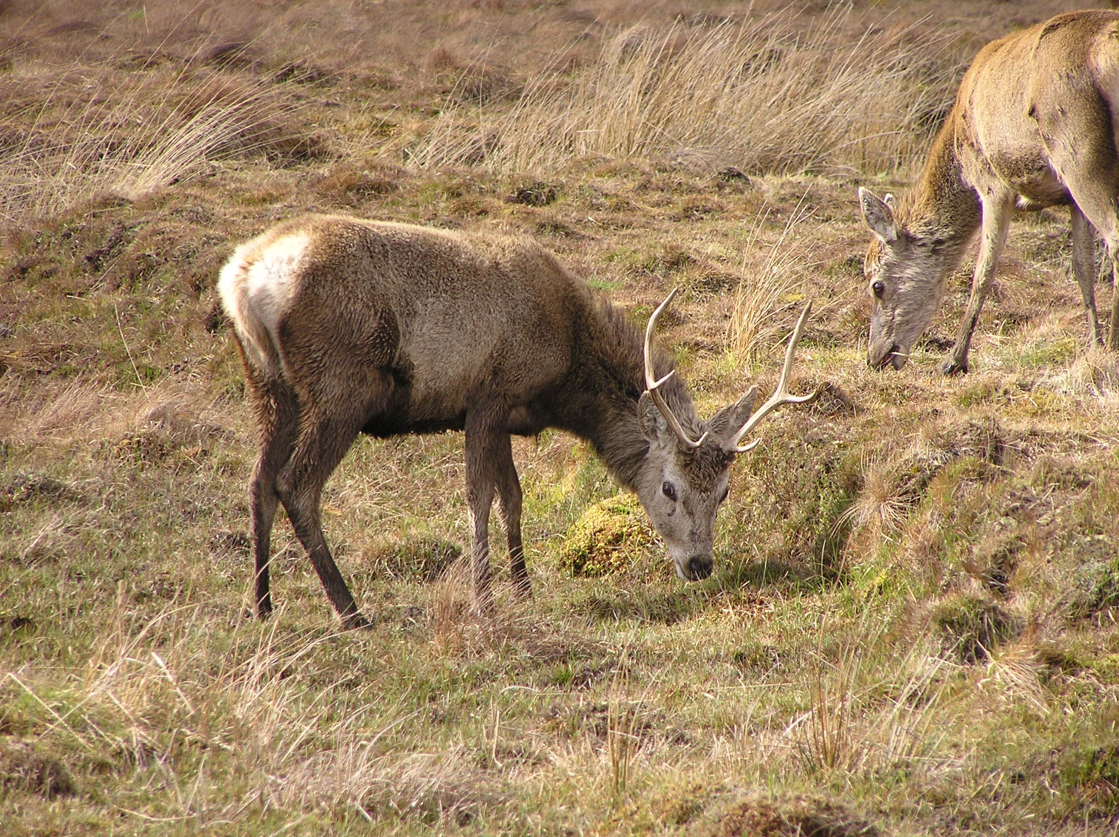 Wildlife and nature on Islay